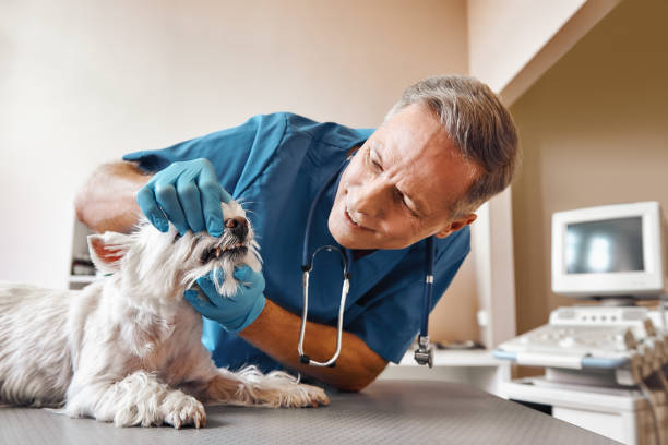 Best Emergency Root Canal Treatment in Mason City, IL